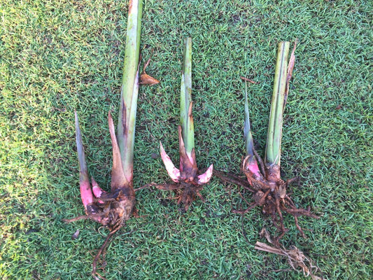 Heliconia Bihai x Caribaea Hot Rio Nights PACK OF 3 Rhizomes