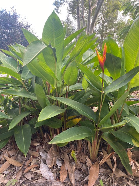 Heliconia Psittacorum x Spathocircinata Golden Torch "Adrian"