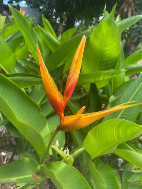 Heliconia 0.5-1.5m Psittacorrum Rhizomes