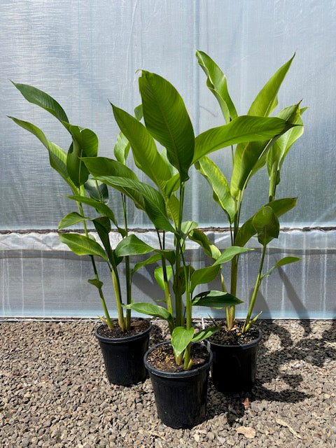 Heliconia Psittacorum x Spathocircinata Alan Carle