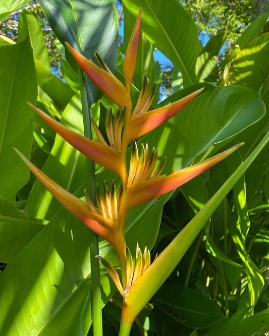 Heliconia 1.5-2.5m Rhizomes