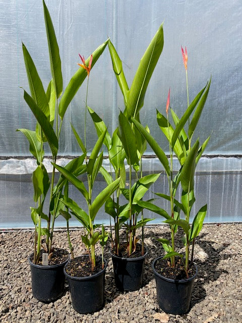 Heliconia Psittacorum Andromeda
