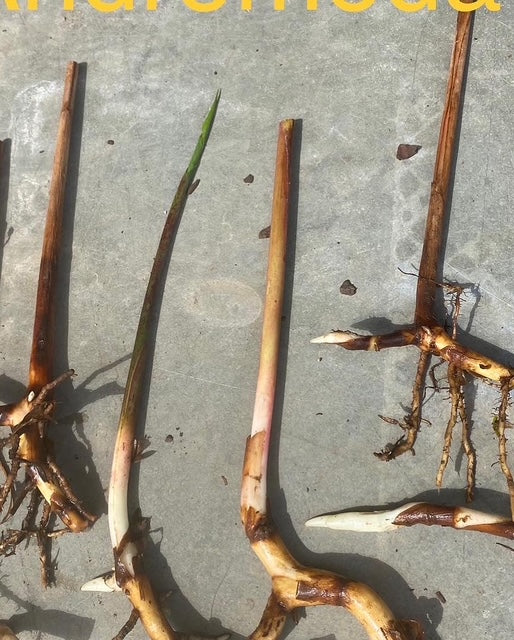 Heliconia Psittacorrum Andromeda PACK OF 3 Rhizomes