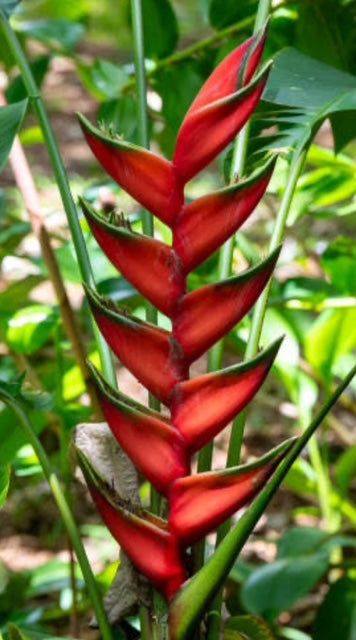 Heliconia Bihai Balisier