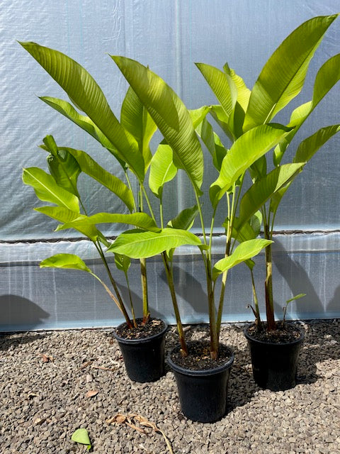 Heliconia Bihai Balisier