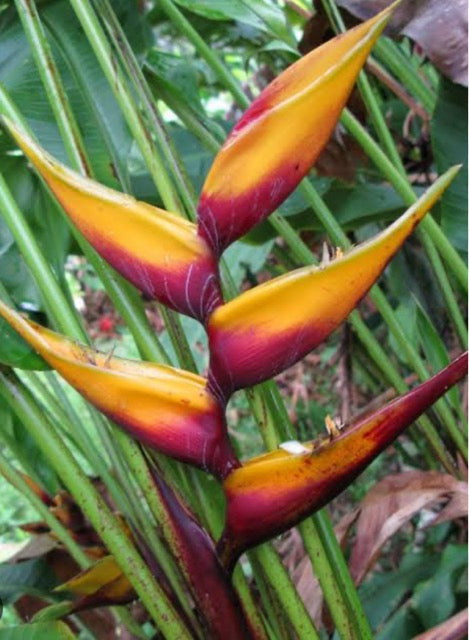 Heliconia Bihai Banana Split