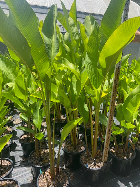 Heliconia Bihai x Caribaea Black Cherry