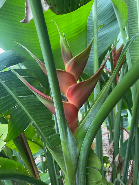 Heliconia Caribaea Black Magic