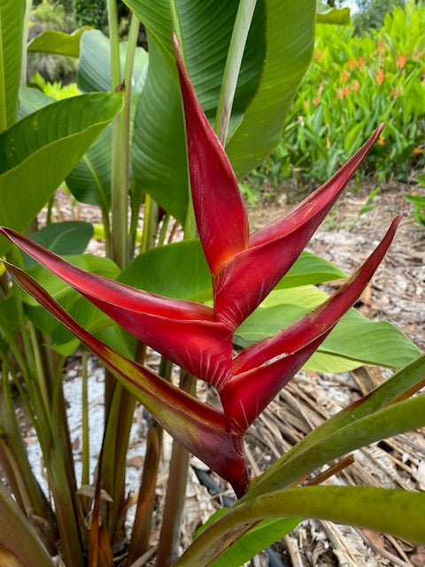 Heliconia Bihai x Caribaea Black Cherry
