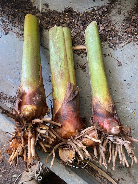 Heliconia Caribaea Black Magic PACK OF 3 Rhizomes