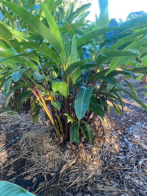 Heliconia Pendula Bright Red
