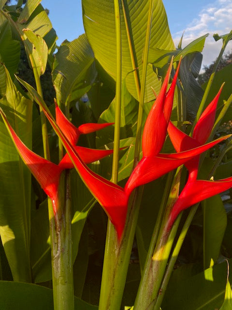 Heliconia Stricta Bucky
