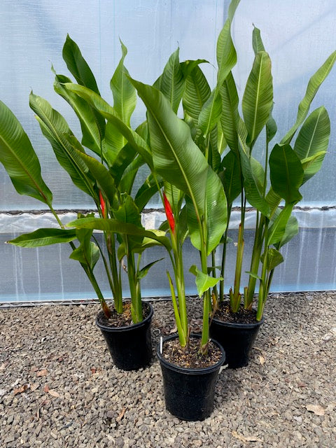 Heliconia Stricta Bucky