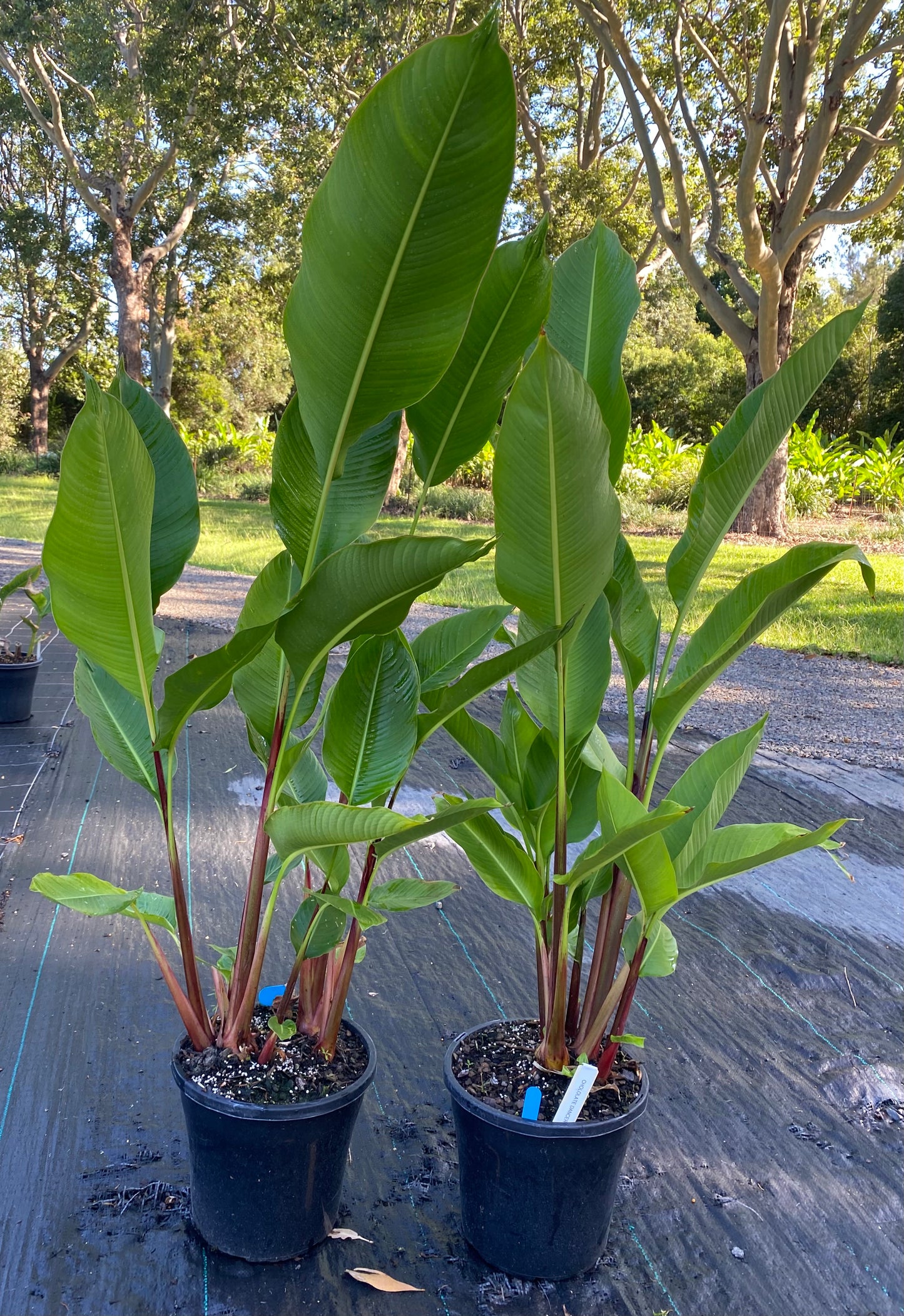 Heliconia Bihai Chocolate Dancer