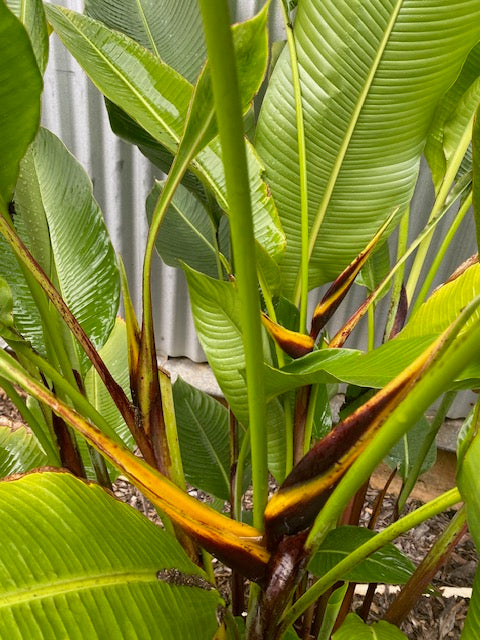 Heliconia Bihai Chocolate Dancer
