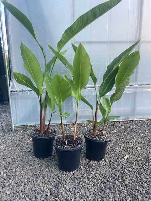 Heliconia Bihai Chocolate Dancer