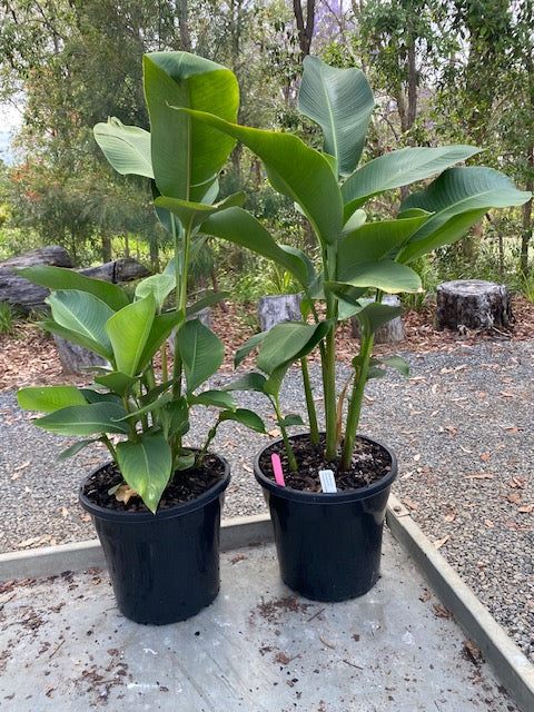 Heliconia Bihai Claw II