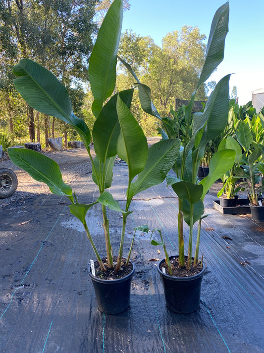 Heliconia Bihai Claw II