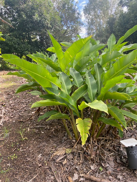 Heliconia Orthotricha Coconut Ice