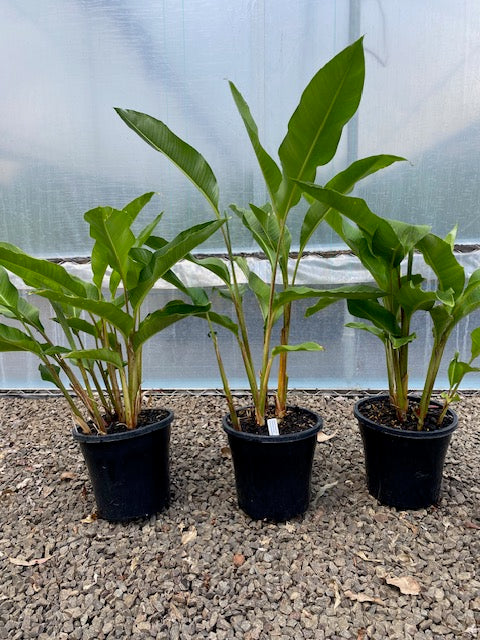 Heliconia Orthotricha Coconut Ice