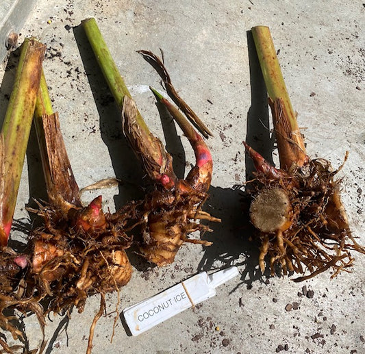 Heliconia Orthotricha Coconut Ice PACK OF 3 Rhizomes