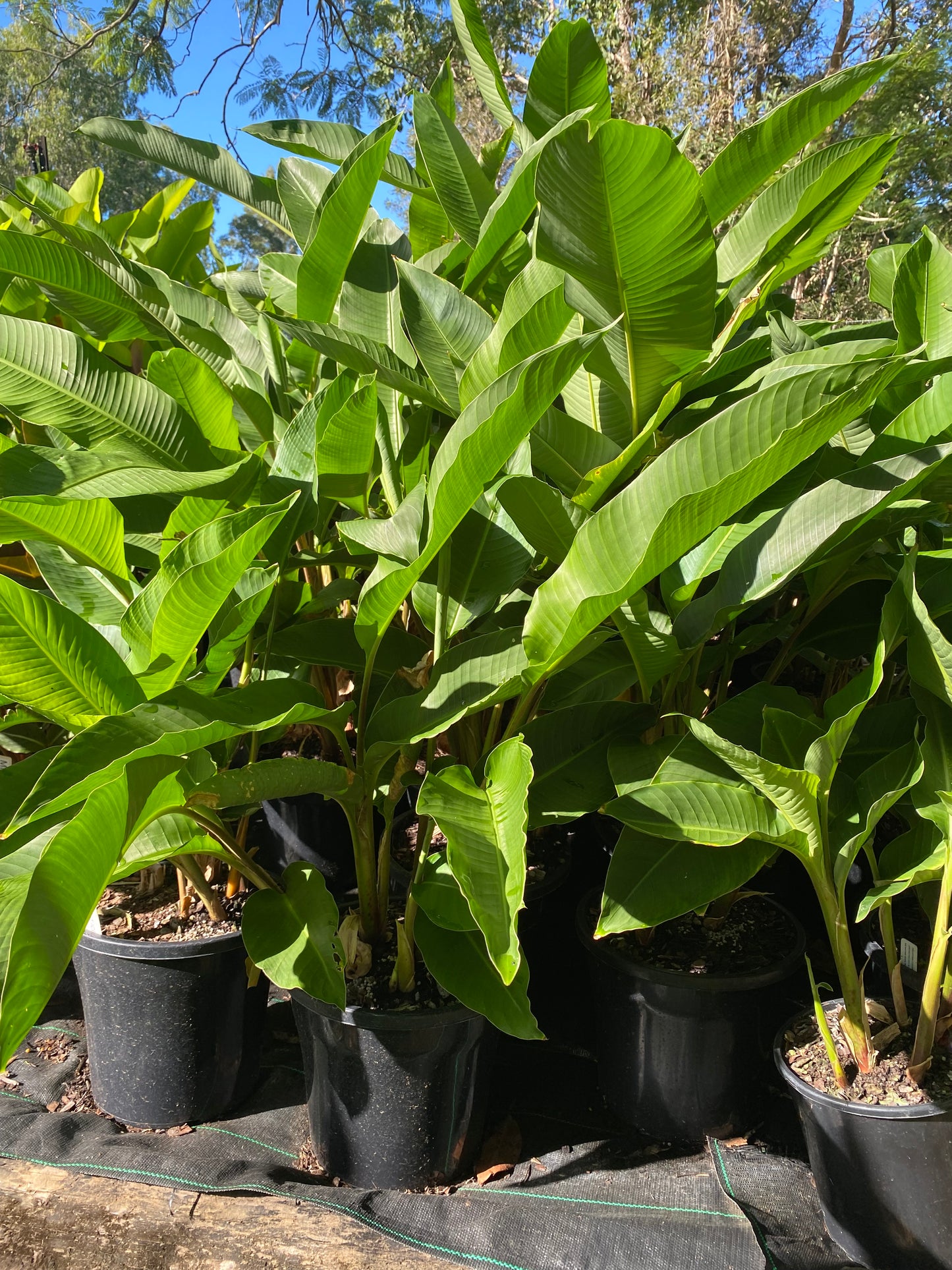 Heliconia Orthotricha Coconut Ice