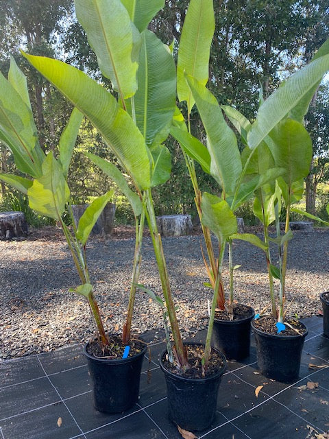 Heliconia Collinsiana