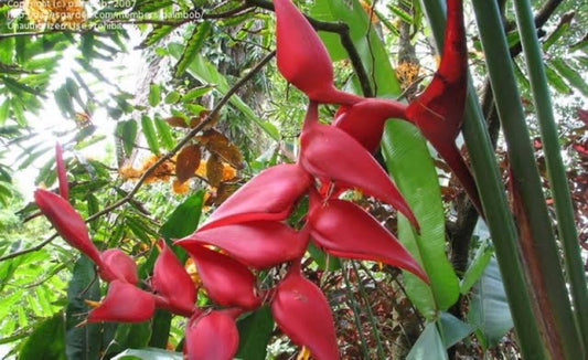 Heliconia Bourgeana x Collinsiana Pedro Ortiz