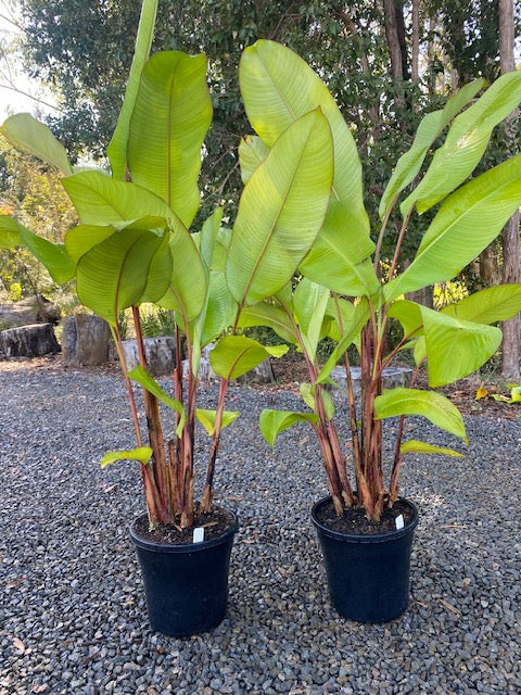 Heliconia Bourgeana x Collinsiana Pedro Ortiz