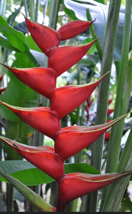Heliconia Bihai x Caribaea Criswick