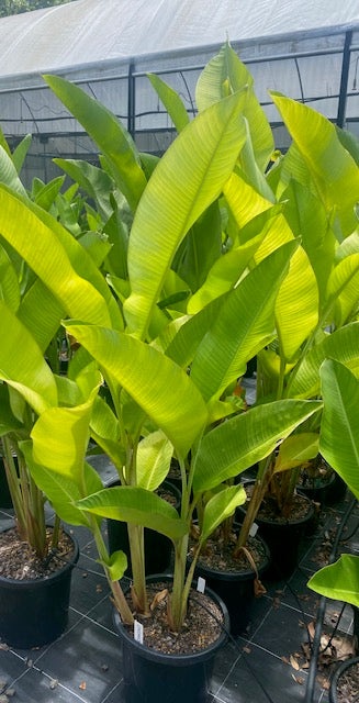 Heliconia Bihai x Caribaea Criswick