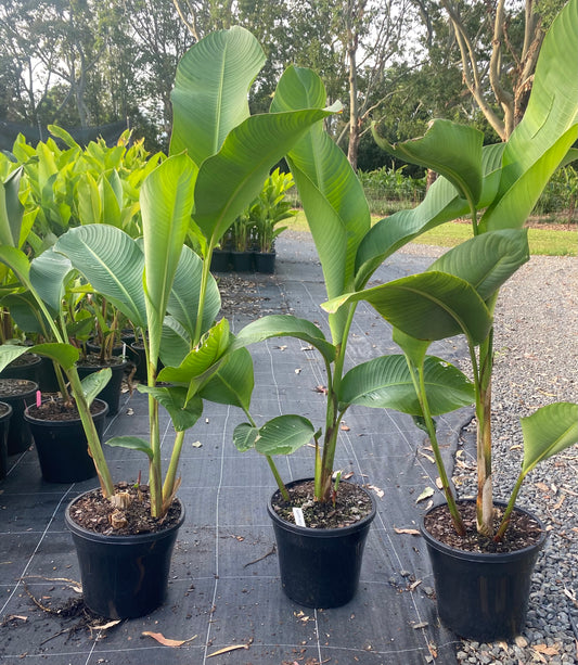 Heliconia Bihai Nappi Red