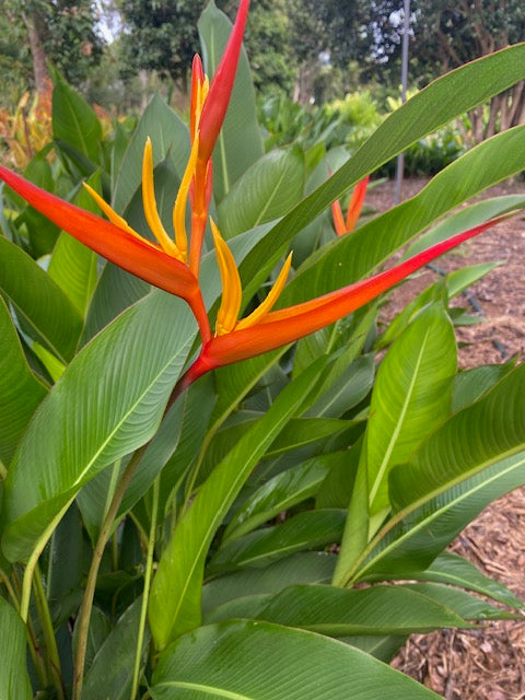 Heliconia Psittacorum x Spathocircinata Daintree