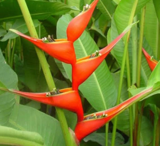 Heliconia Stricta Firebird