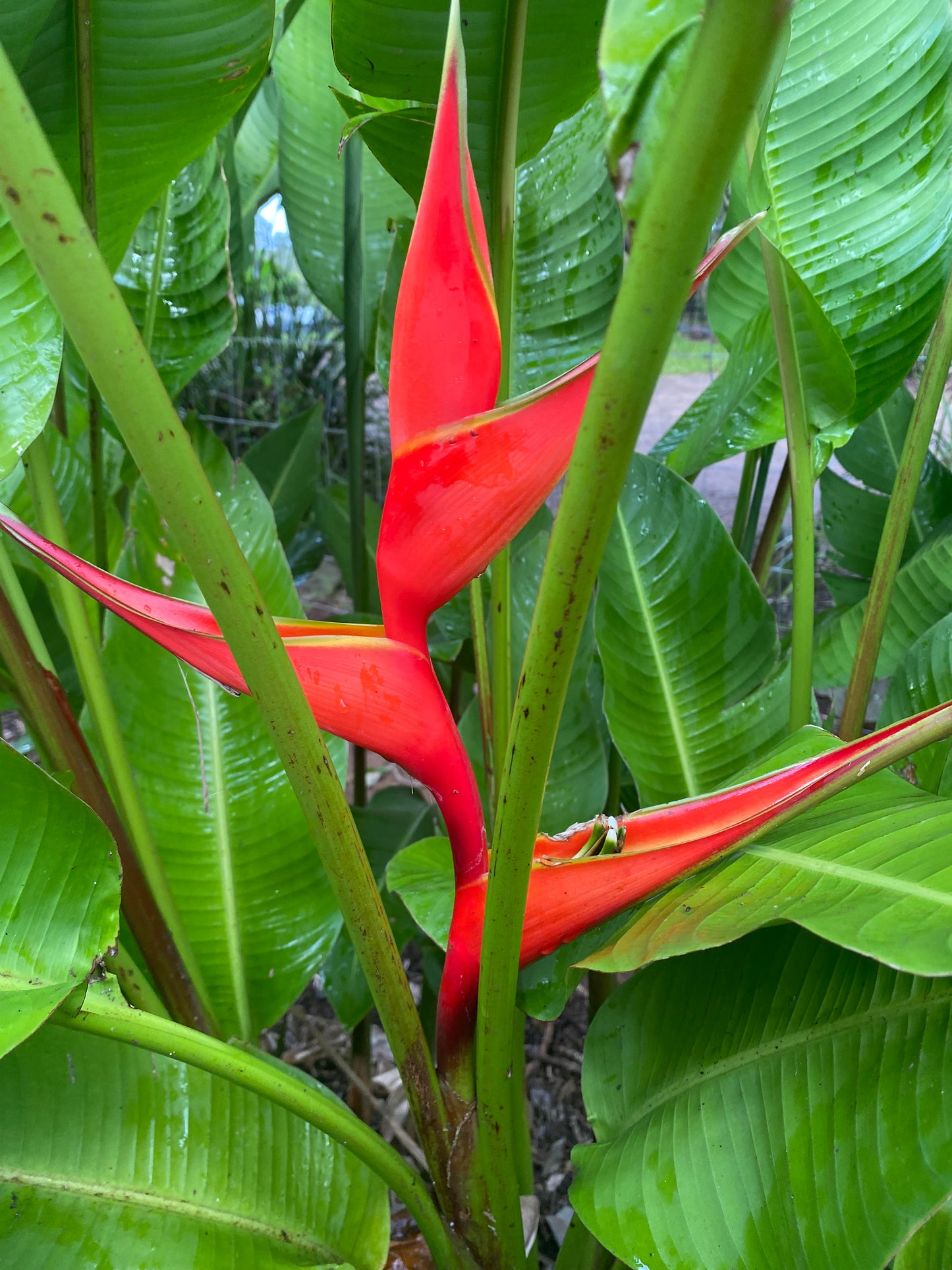 Heliconia Stricta Firebird