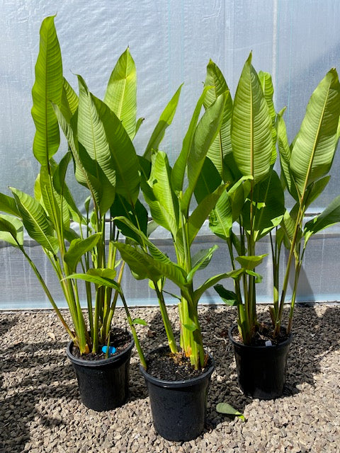 Heliconia Stricta Firebird