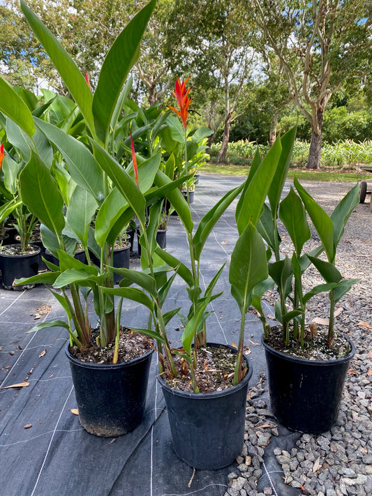 Heliconia Densiflora Fireflash