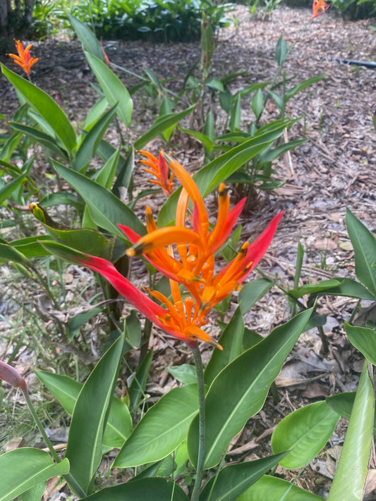 Heliconia Densiflora Fireflash