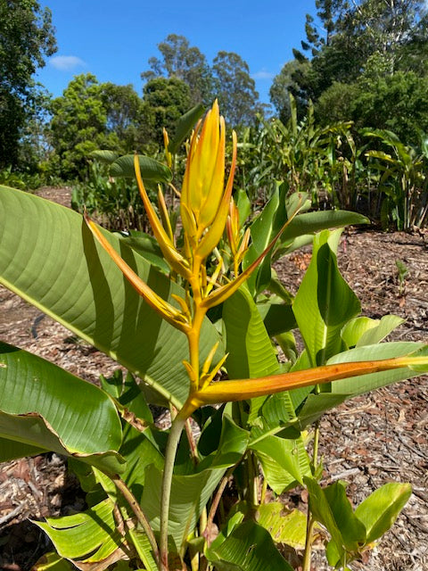 Heliconia Lingulata Flat Fan