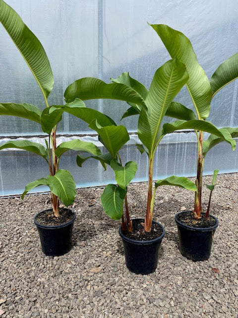 Heliconia Lingulata Flat Fan