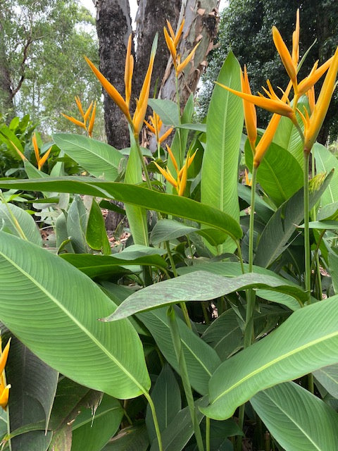 Heliconia Psittacorum x Spathocircinata Golden Torch