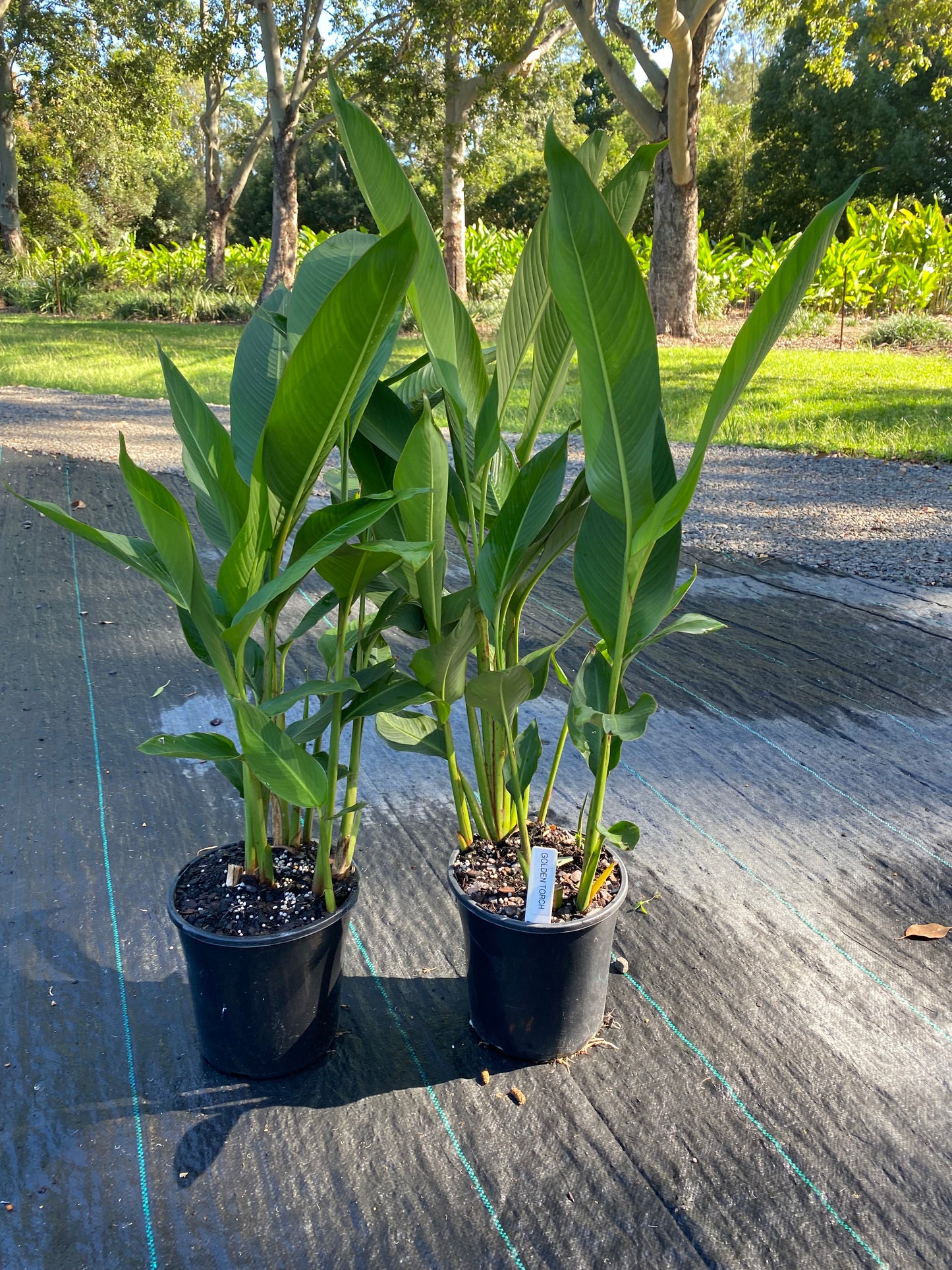 Heliconia Psittacorum x Spathocircinata Golden Torch