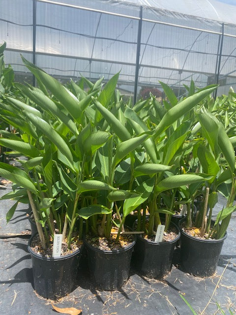 Heliconia Psittacorum x Spathocircinata Golden Torch