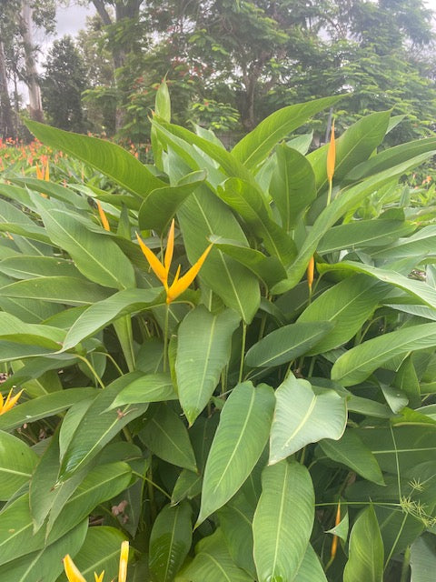 Heliconia Psittacorum x Spathocircinata Golden Torch