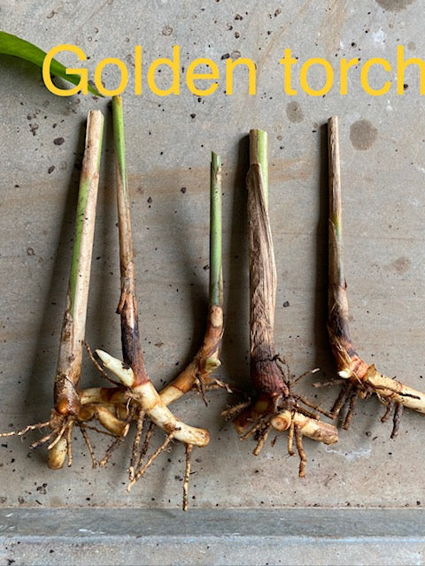 Heliconia Psittacorum x spathocircinata Golden Torch PACK OF 3 Rhizomes