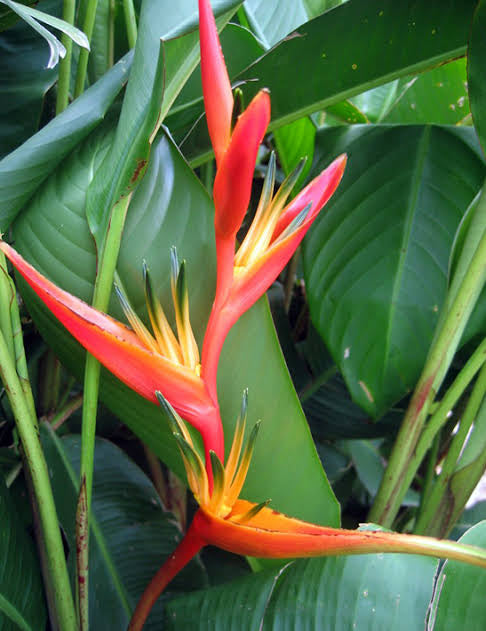 Heliconia 1.5-2.5m Rhizomes