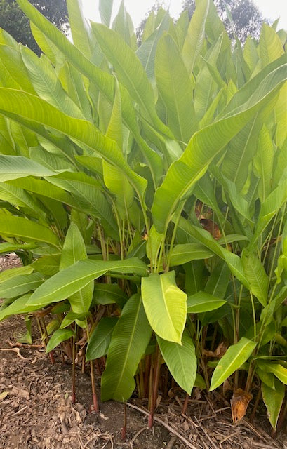 Heliconia Psittacorum x Spathocircinata Guadalupe (Guyana)