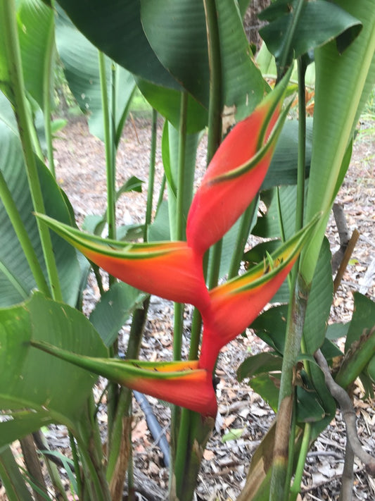 Heliconia Bihai Claw II