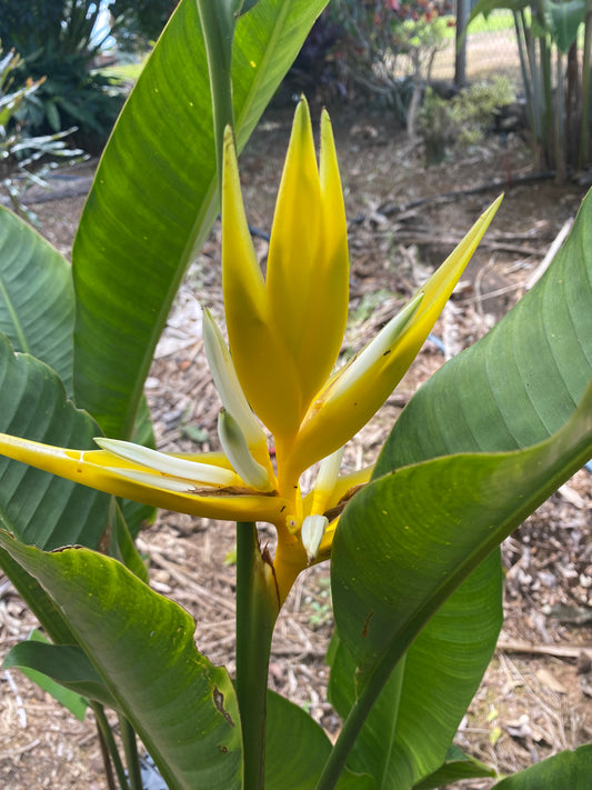 Heliconia Angusta Yellow Christmas (Holiday)