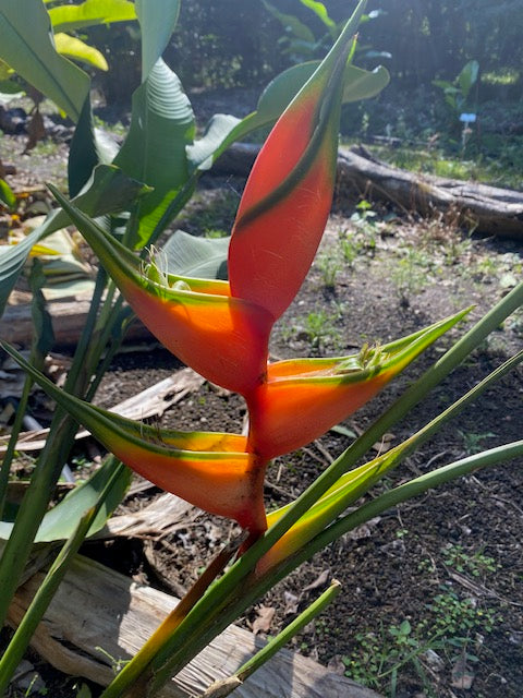 Heliconia Bihai Hong Kong Claw PACK OF 3 Rhizomes